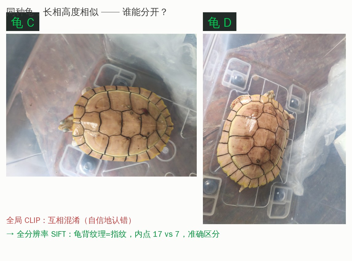 龟C与龟D难例对比